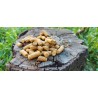 PELLET CSL 1KG DUDI BAIT