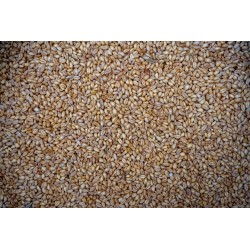 BLÉ BLANC 1KG ZIGAPECHE